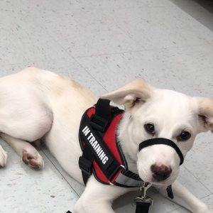 Service dog vest size small